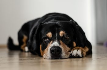 Dog resting on office floor