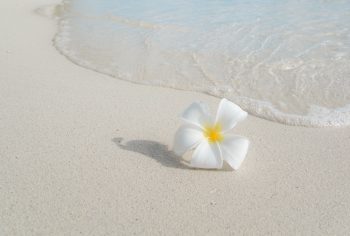 Flower on beach representing summer